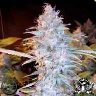 Seedism Seeds Twista 108